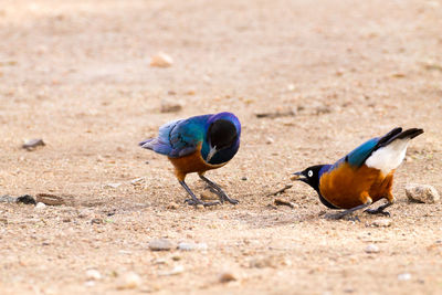 High angle view of birds on land