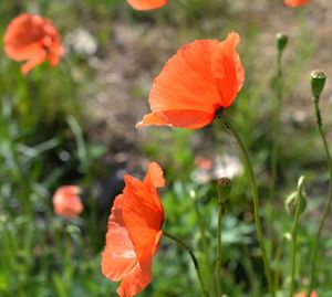 Close-up of red poppy flower