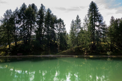 Scenic view of lake in forest against sky