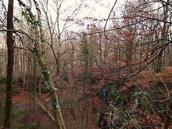 Bare trees in forest