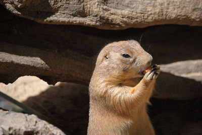 Close-up of marmot in zoo