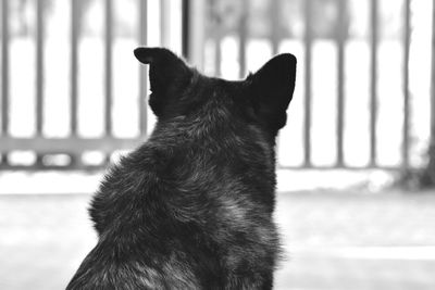 Close-up of a dog looking away