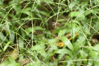 Close-up of spider on plant