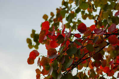 Low angle view of red flowers