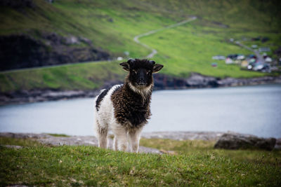 Sheep m lamb in the grass near the coast