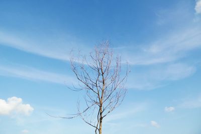 Low angle view of bare tree against blue sky
