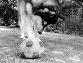 Dog playing with soccer ball