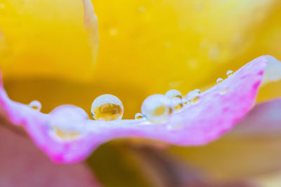 Close-up of raindrops on yellow flower