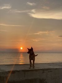 Dog standing on beach during sunset