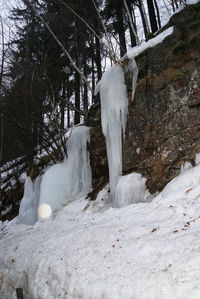 Snow covered trees in forest