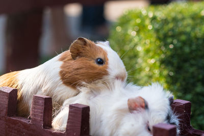 Close-up of guinea pigs