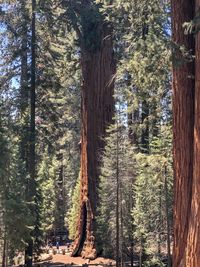 Pine trees in forest