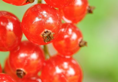 Close-up of cherries