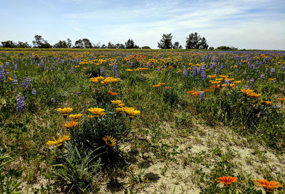 Scenic view of sunflower field against sky