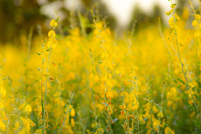 Close-up of yellow flowering plants on field