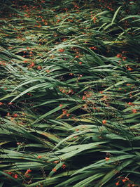 Close-up of leaves