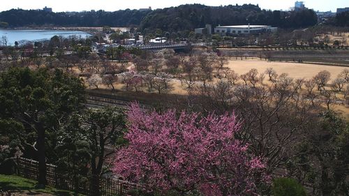 View of trees in the park