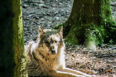 Portrait of dog sitting on tree trunk