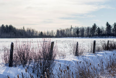 Scenic view of snow covered field