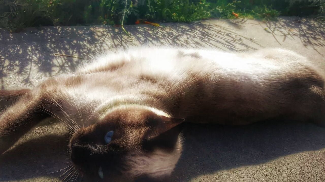 Cat sun bathing