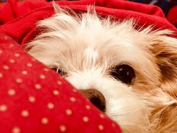Close-up portrait of dog