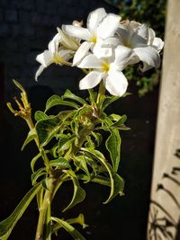 Close-up of white flowering plant against black background