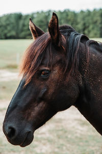 Close-up of horse on field