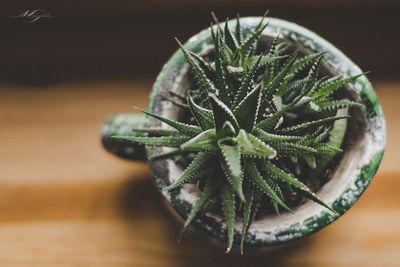 High angle view of plant on table