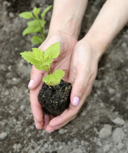 Cropped image of hand holding plant