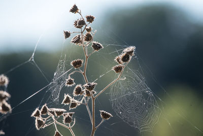 Close-up of spider on web