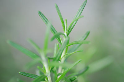 Close-up of wet plant