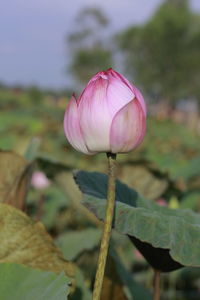 Close-up of pink water lily in field