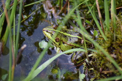 Frog swimming in lake