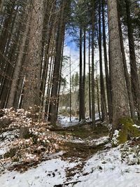 Pine trees in forest during winter