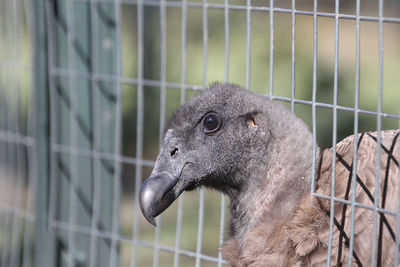 Close-up of monkey in cage at zoo