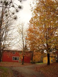 Trees in autumn