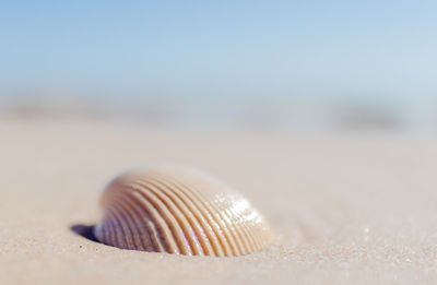 Close-up of seashell on beach