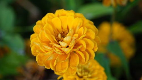 Close-up of yellow flower