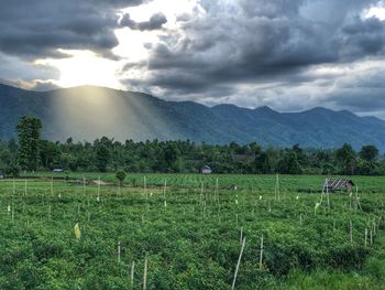 Scenic view of field against sky