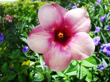 Close-up of pink flower