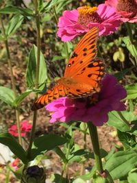 Close-up of butterfly on pink flower