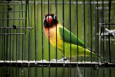 Close-up of parrot perching in cage