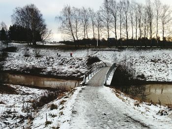 Bare trees by river