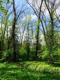 Scenic view of grassy field against sky