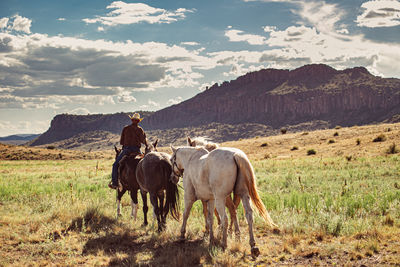 Horses in a field