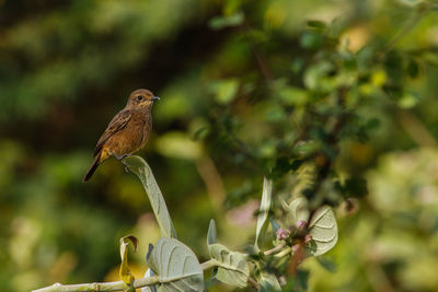 Close-up of bird perching on a plant