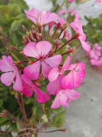 Close-up of pink flowering plant