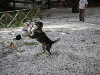 Low section of people standing by dog in city
