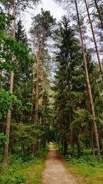 Footpath amidst trees in forest