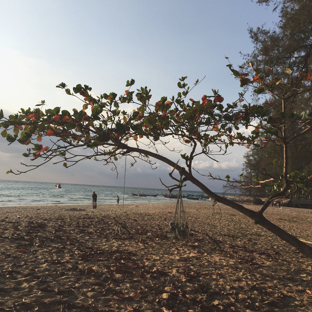 tree, beach, tranquility, tranquil scene, nature, clear sky, sky, water, scenics, beauty in nature, shore, sand, sea, growth, landscape, day, outdoors, branch, field, idyllic